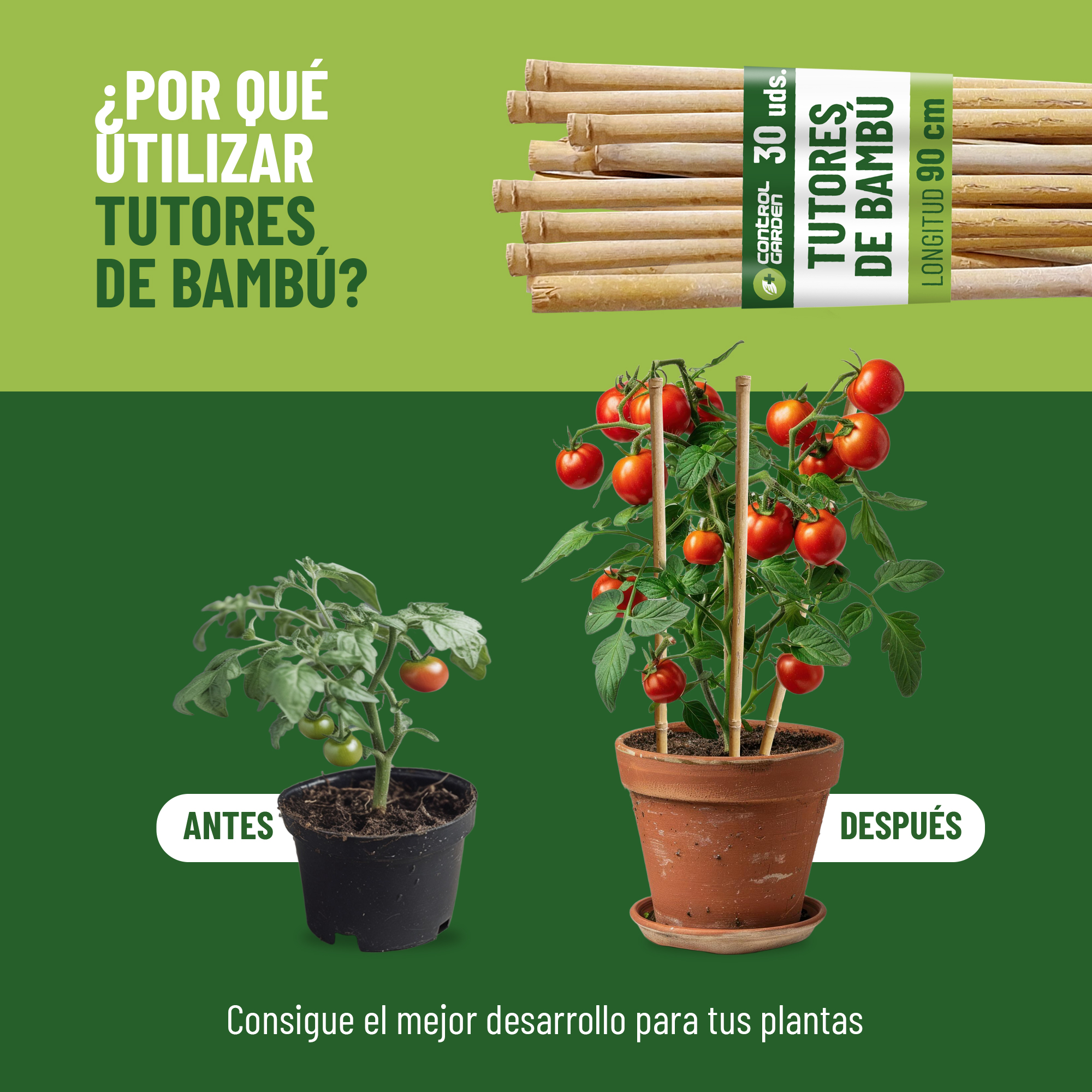Pack de 30 tutores de bambú natural de 60 cm para guiar plantas · foto 3