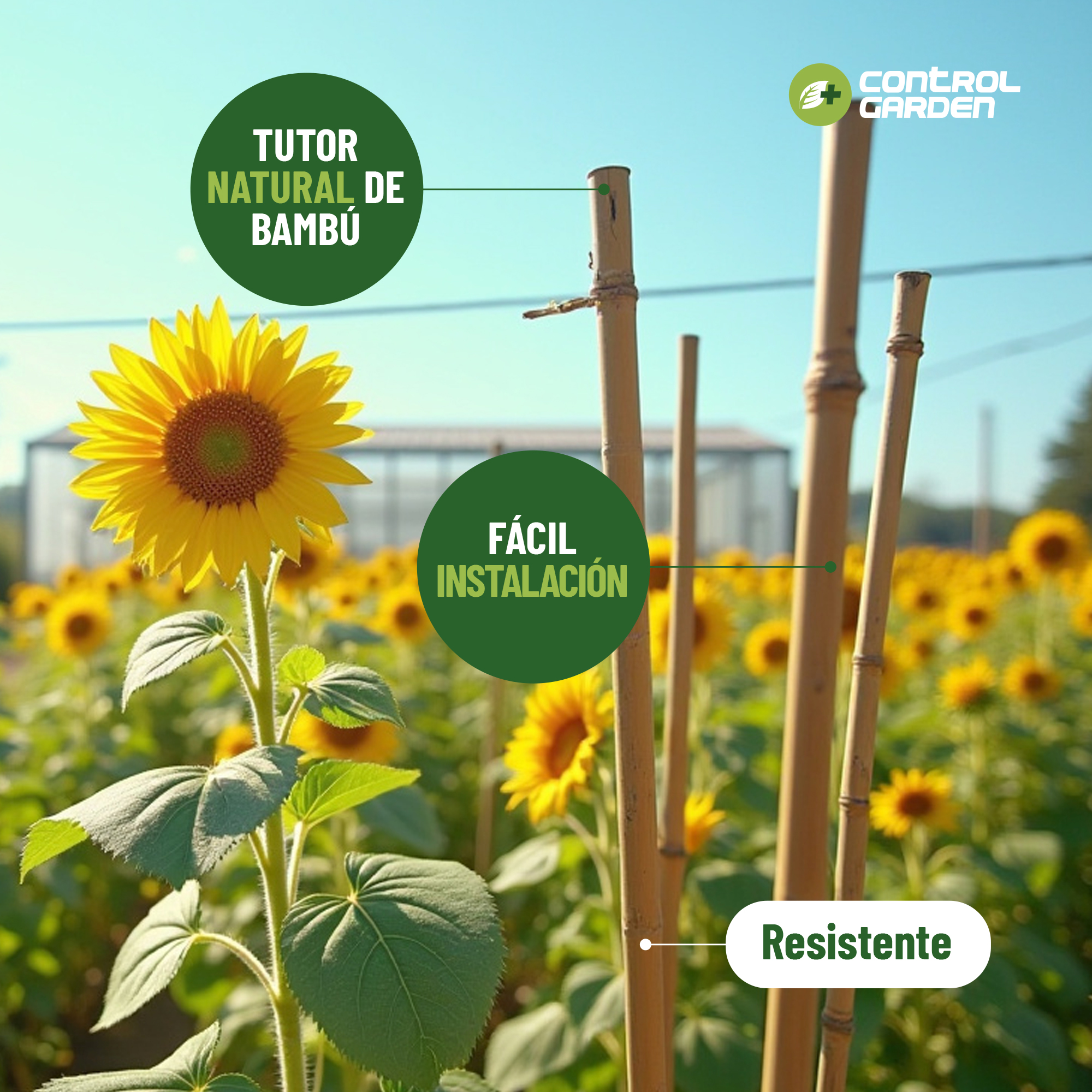 Pack de 30 tutores de bambú natural de 210 cm para soporte de plantas. · foto 6